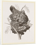 Nest of Pine-pine by Anonymous