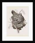 Nest of Pine-pine by Anonymous