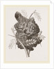 Nest of Pine-pine by Anonymous
