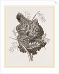 Nest of Pine-pine by Anonymous