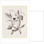 Nest of Capocier by Anonymous