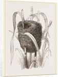 Nest attributed to Reed-Bunting by Anonymous
