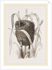 Nest attributed to Reed-Bunting by Anonymous