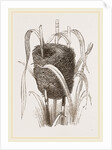 Nest attributed to Reed-Bunting by Anonymous