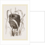 Nest attributed to Reed-Bunting by Anonymous