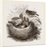 Hedge-Sparrows and Cuckoo by Anonymous