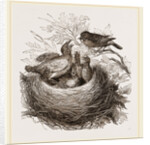 Hedge-Sparrows and Cuckoo by Anonymous