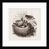 Hedge-Sparrows and Cuckoo by Anonymous