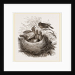 Hedge-Sparrows and Cuckoo by Anonymous
