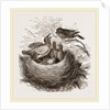 Hedge-Sparrows and Cuckoo by Anonymous
