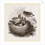 Hedge-Sparrows and Cuckoo by Anonymous