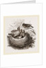 Hedge-Sparrows and Cuckoo by Anonymous