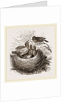 Hedge-Sparrows and Cuckoo by Anonymous