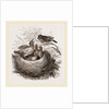 Hedge-Sparrows and Cuckoo by Anonymous