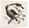 Female Yellow-throat and Cow-Bunting by Anonymous
