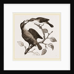 Female Yellow-throat and Cow-Bunting by Anonymous
