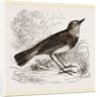 Blue-throated Redstart by Anonymous