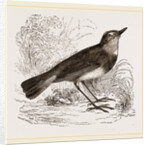 Blue-throated Redstart by Anonymous