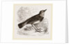 Blue-throated Redstart by Anonymous
