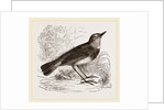 Blue-throated Redstart by Anonymous