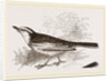 White-winged Wagtail by Anonymous