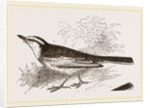 White-winged Wagtail by Anonymous