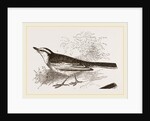 White-winged Wagtail by Anonymous