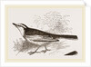 White-winged Wagtail by Anonymous