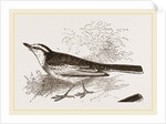 White-winged Wagtail by Anonymous