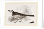 White-winged Wagtail by Anonymous