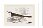 White-winged Wagtail by Anonymous