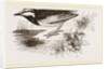 White-winged Wagtail by Anonymous