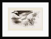 White-winged Wagtail by Anonymous