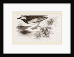 White-winged Wagtail by Anonymous
