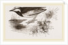 White-winged Wagtail by Anonymous