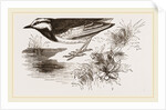 White-winged Wagtail by Anonymous