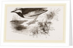 White-winged Wagtail by Anonymous