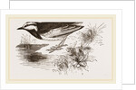White-winged Wagtail by Anonymous