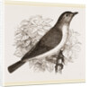 Garden Warbler by Anonymous
