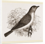 Garden Warbler by Anonymous