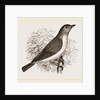 Garden Warbler by Anonymous