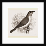 Garden Warbler by Anonymous