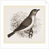 Garden Warbler by Anonymous