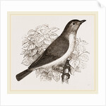 Garden Warbler by Anonymous