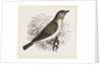 Garden Warbler by Anonymous