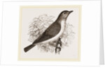 Garden Warbler by Anonymous