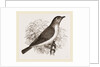 Garden Warbler by Anonymous
