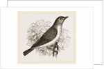 Garden Warbler by Anonymous