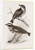 Whinchats by Anonymous