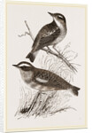 Whinchats by Anonymous